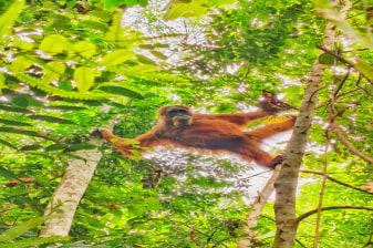 4-Day Bukit Lawang Jungle Trekking Tour with Medan City Tour