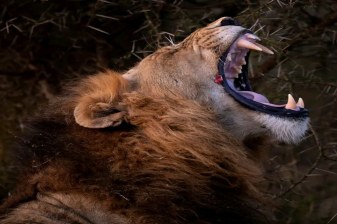 15-Day South Africa Parks Safari with Victoria Falls and Chobe
