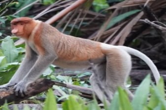 5 horas de visita a Banjarmasin con la isla del mono narigudo