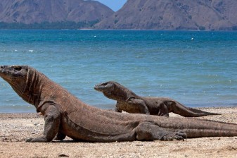 2-Day Komodo National Park Wildlife Tour with Manta Snorkelling
