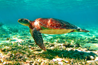 7-Hour Tulum and Riviera Maya Tour with Akumal Bay Snorkelling