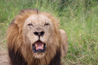 Full-Day Kruger National Park Safari from Maputo with Sabie River