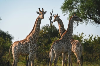 5-Day South Africa Safari from Cape Town with Big 5 Game Drive
