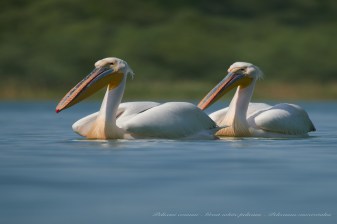6-Hour Birdwatching Tour Near Constanța with Black Sea Coastal Habitats