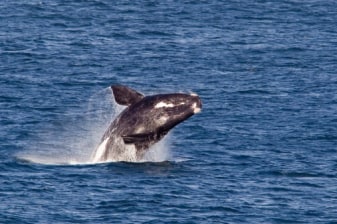 Full-Day Hermanus Whale Watching Tour with Gelato Tasting