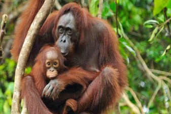 1-Day Bukit Lawang Orangutan Trek from Medan with Jungle Hiking