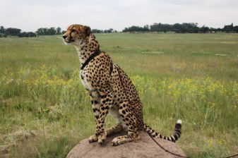3-Day Johannesburg and Dinokeng Safari with Hartebeespoortdam