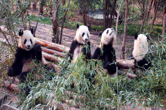 2-Day Chengdu Highlights Tour with Pandas and Leshan Giant Buddha