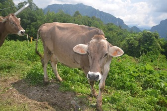 6-Hour Cheese Tasting and San Pellegrino Tour from Bergamo