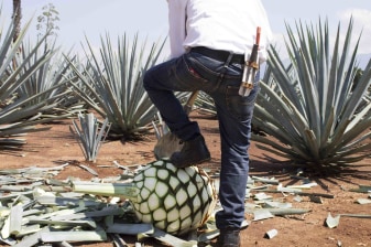 6-Hour Tequila Tour from Guadalajara with La Rojeña and Agave Fields