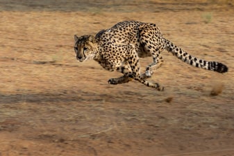 1-Day Aquila Game Reserve Safari from Cape Town with Big 5 Viewing