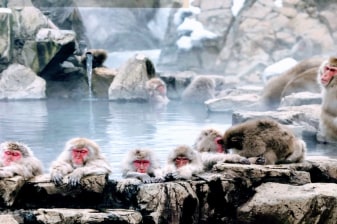 6-Hour Nagano Snow Monkey Tour with Obuse and Bilingual Taxi