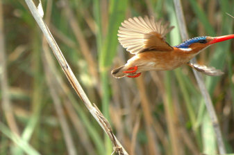 10-Hour Birding Tour in Garden Route National Park with Canoeing