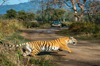 2-Day Jim Corbett Wildlife Safari from Delhi with Morning and Evening Safaris