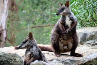 1-Day Healesville and Dandenong Ranges Tour with Puffing Billy