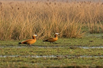3-Day Koshi Tappu Wildlife Safari with Birding and River Boat Ride