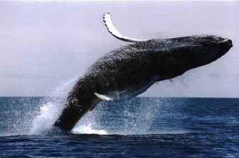 Full-Day Hermanus Whale Watching Tour from Cape Town