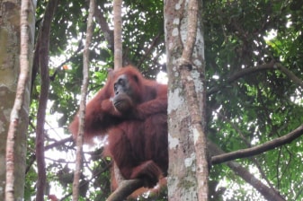 3-Day Orangutan Trekking Tour in Gunung Leuser via Bukit Lawang