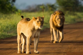 12-Day South Africa Tour with Cape Town, Kruger and Wine Route