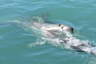 1-Day Shark Cage Diving Tour from Cape Town with Gansbaai Harbour