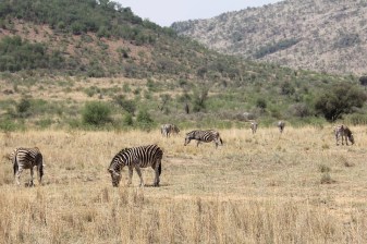 10-Hour Pilanesberg Safari Tour from Johannesburg and Pretoria