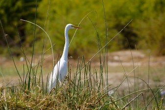 13-Day North-East India Wildlife Safari with Eagle Nest Birding