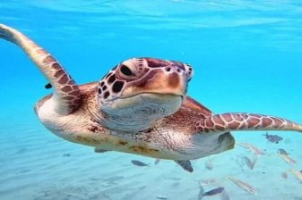 Full-Day Abu Dabbab Snorkeling Tour in Marsa Alam with Turtles