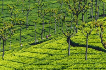 9-Day South India Hill Stations Tour with Ooty, Munnar and Cochin