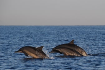Full-Day Bali Sightseeing Tour with Lovina Beach Dolphin Spotting
