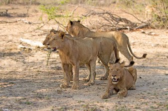 12-Hour Pilanesberg National Park Safari with Big Five Wildlife