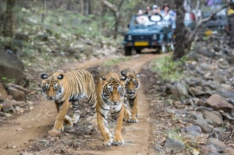 8-Day Golden Triangle Tour with Ranthambore Safari and Taj Mahal