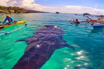 1-Day Oslob Snorkelling Tour from Cebu with Whale Sharks and Sumilon