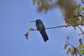 5-Day Manú National Park Bird Watching Tour from Cusco