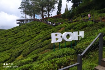 12-Hour Cameron Highlands Tour with BOH Tea Plantation and Kea Farm