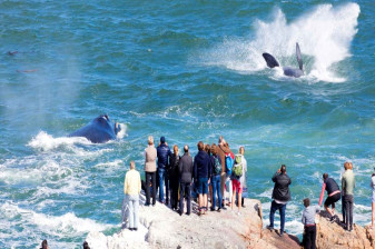 5-Day Garden Route Safari from Cape Town with Hermanus and Cango Caves