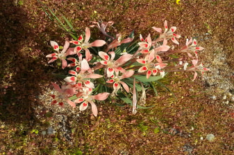 Full-Day Flower Tour in West Coast National Park and Tienie Versfeld