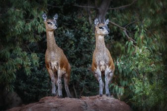 2-Day Pilanesberg Safari from Johannesburg with Big Five Game Drives