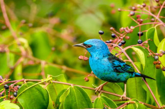 5-Hour Canopy Walkways Tour in Puerto Maldonado with Birdwatching
