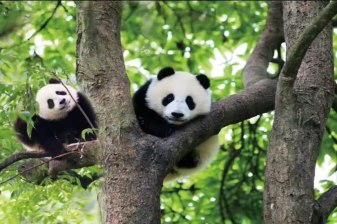 3-Hour Chengdu Panda Base Tour with Giant Panda Viewing