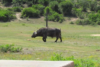 1-Day Addo Elephant National Park Safari with Expert Wildlife Tracking