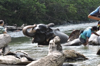 Full-Day Tangkahan River Rafting and Elephant Experience Tour