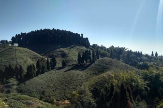 7-Day Darjeeling and Gangtok Tour with Yumthang Valley and Changu Lake