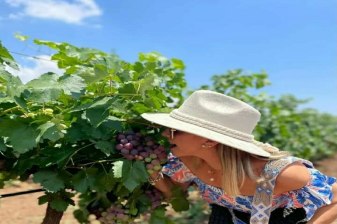 7-Hour Private Wine Tour in Aguascalientes with Two Boutique Vineyards