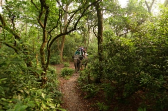 4-Day Chitwan Jungle Safari with Tharu Culture and Wildlife