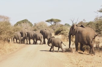 9-Day South Africa Safari and Garden Route Tour to Cape Town