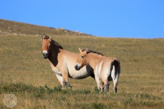3-Day Hustai National Park Tour with Ungut Monuments