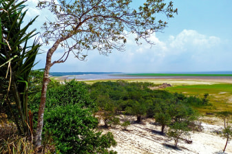 8-Hour Amazon Rainforest Tour from Manaus with Anavilhanas