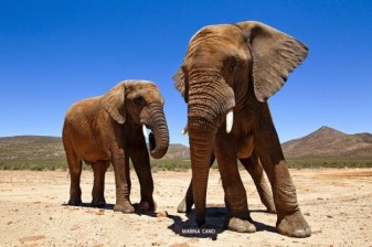 8-Hour Aquila Big 5 Safari and Nederburg Wine Tasting Tour