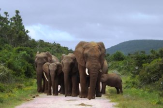 10-Hour Addo Elephant National Park Safari with Morning and Afternoon Drives