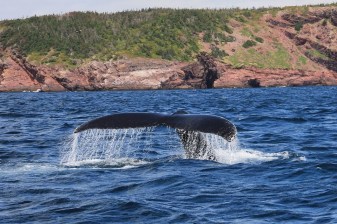 1-Day Cape Town Coastal Tour with Hermanus Whale Watching
